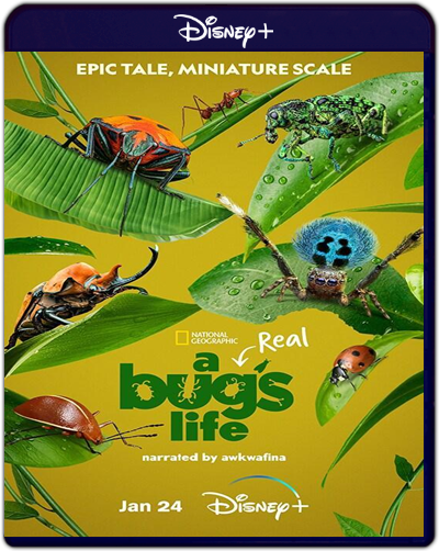 A Real Bug's Life: Season 1 (2024) 1080p DSNP WEB-DL Inglés [Subt. Esp] (Serie de TV. Documental)