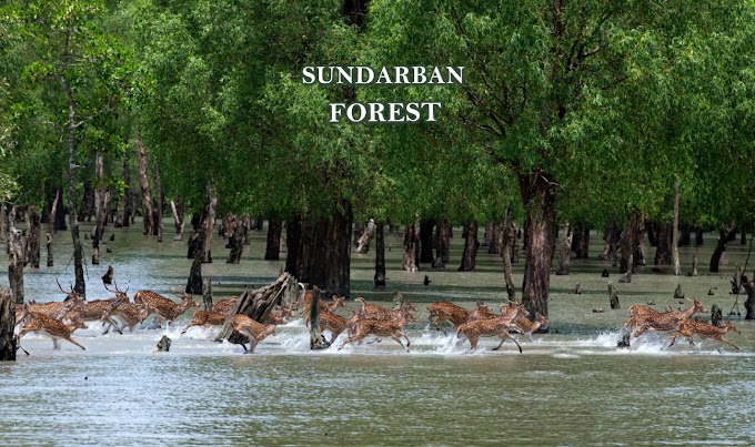 Travel to The Biggest Mangrove Forest - Sundarban In Bangladesh