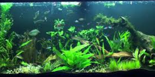 Fresh Water Aquarium