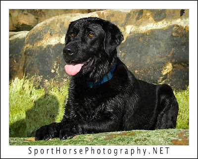 black lab golden retriever mix puppies. Black Labrador Retrievers