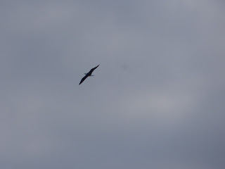 Adult Great Black-backed Gull flying