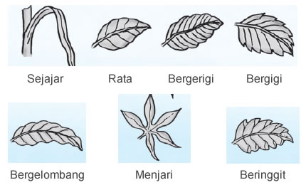 Macam-macam daun berdasarkan bentuk tulangnya
