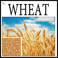 Wheat Cultivation