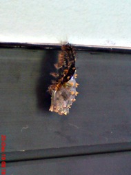 caterpillar turn into chrysalis 04
