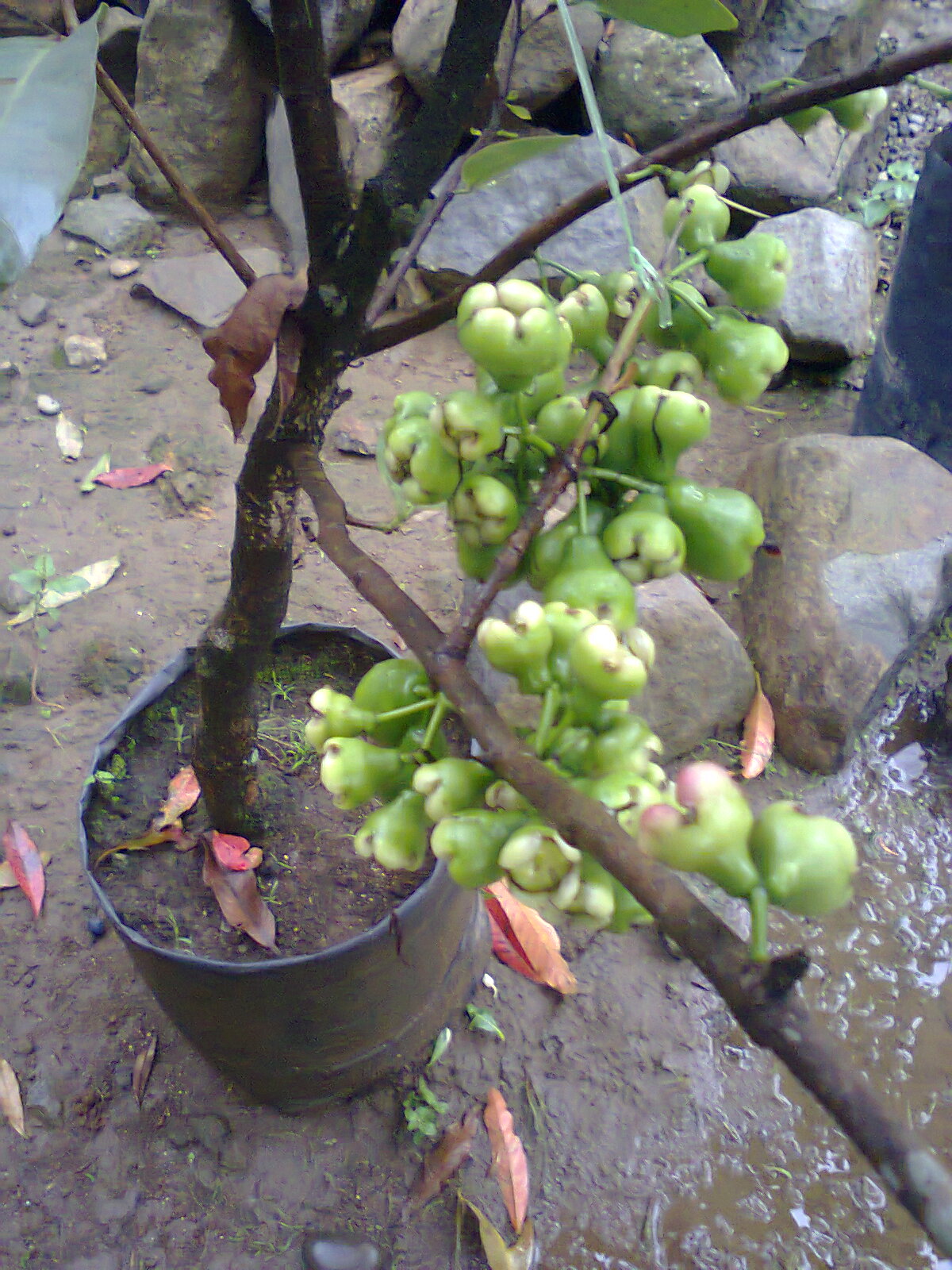  TANAMAN  BUAH  DALAM POT TABULAMPOT tabulampot klengkeng