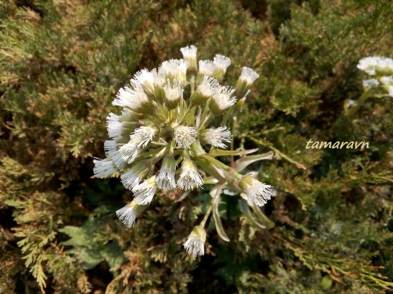 Белокопытник Татеваки (Petasites tatewakianus)