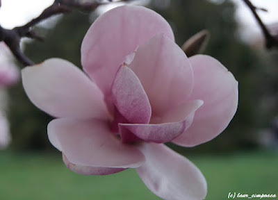 Magnolie Magnolia-soulangiana Tulpen-Magnolie Liliomfa beverboom