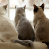 GRANDMOTHER THINKS SHE HAS BEEN TAKING CARE OF ‘THREE’ CATS UNTIL HER GRANDSON REVEALS ONE OF THEM WASN’T A CAT AT ALL