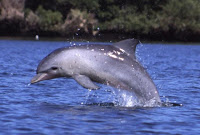 delfín Indo-Pacífico
