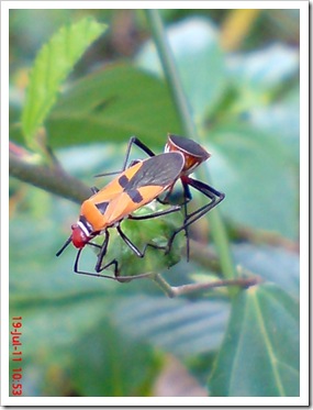 Dysdercus cingulatus Kawin