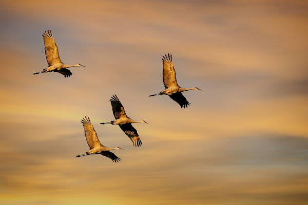 Sandhill Cranes