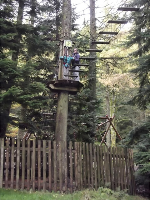 Go Ape Whinlatter bridge