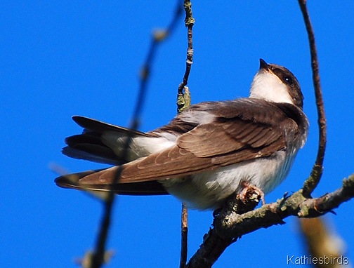2. Tree Swallow 7-10-08-kab