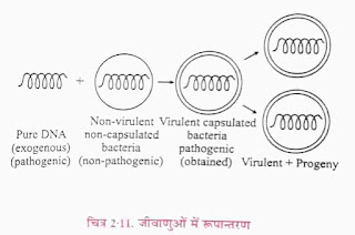 Reproduction by Transformation in Bacteria