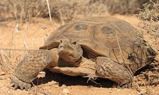Desert Tortoise - Facts, Diet, Habitat