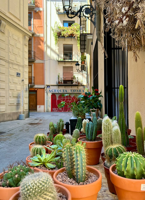 vasinhos de cactus calle en valencia