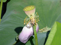 山田池公園 蓮の花托