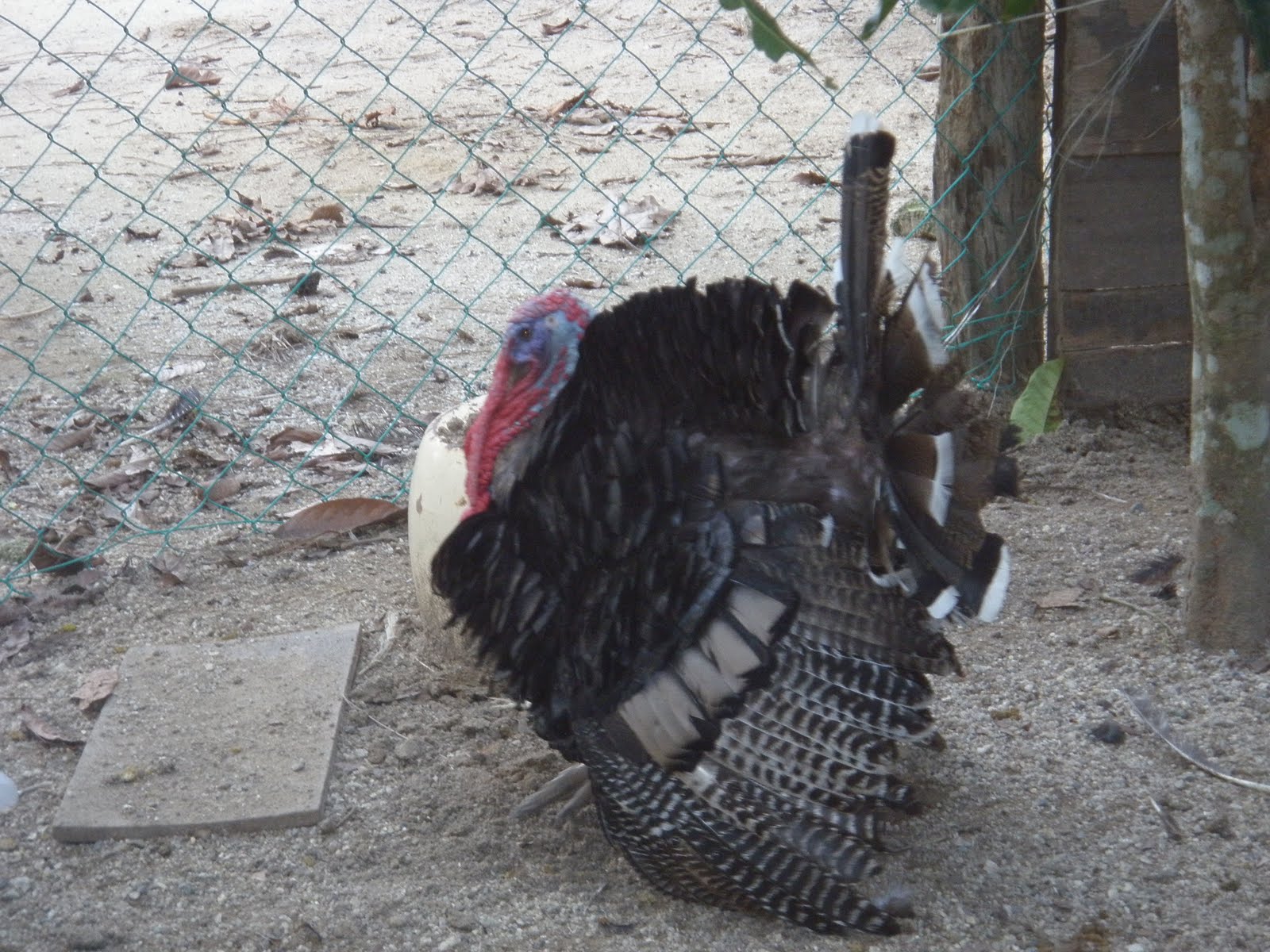  Ayam  Piru aka Turkey July 2010