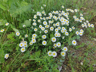 Common daisies, but beautiful