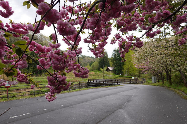 鳥取県西伯郡伯耆町小林 マウンテンストリームきしもと ヤエザクラ（八重桜）