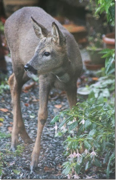 roe-deer