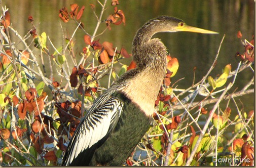 Black Point drive, Gator road_070
