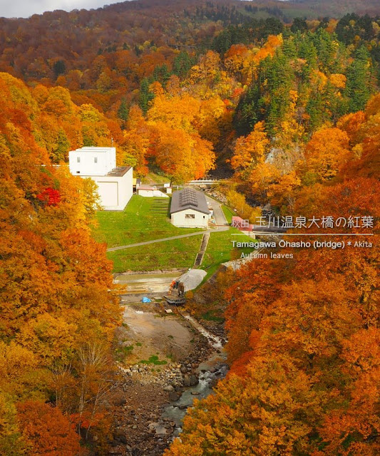 玉川温泉大橋から見る紅葉