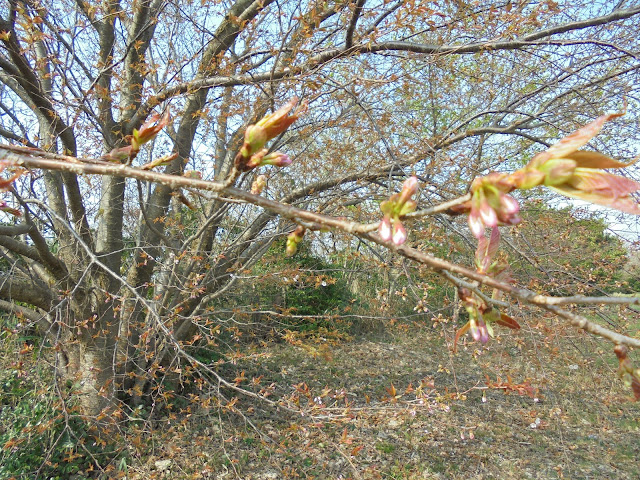 山桜