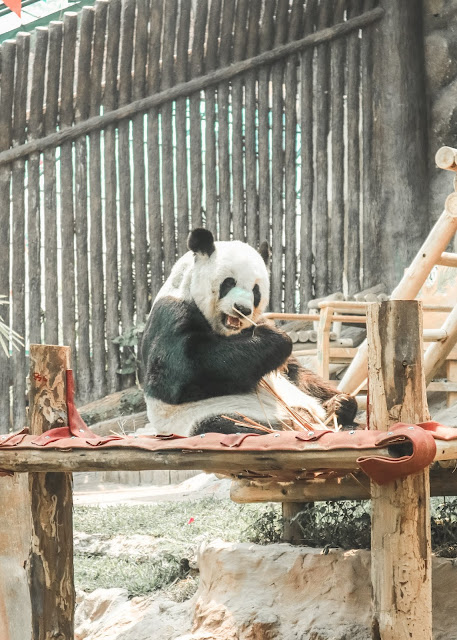 Panda-in-chiang-mai-zoo