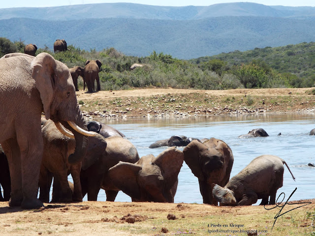 Le parc Addo est réputé pour ses éléphants