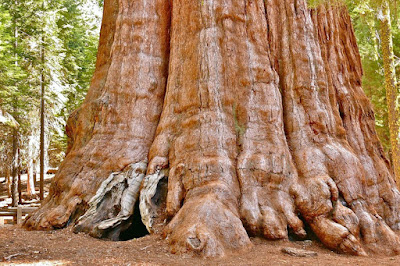 General Sherman A Giant Sequoia Seen in Giant Forest of Sequoia in California