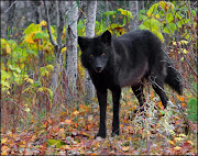 A black wolf is a melanistic color variant of the grey wolf (Canis lupus).