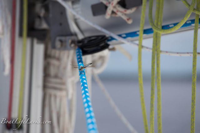 Dragonfly in sailboat rigging, ICW, North Carolina