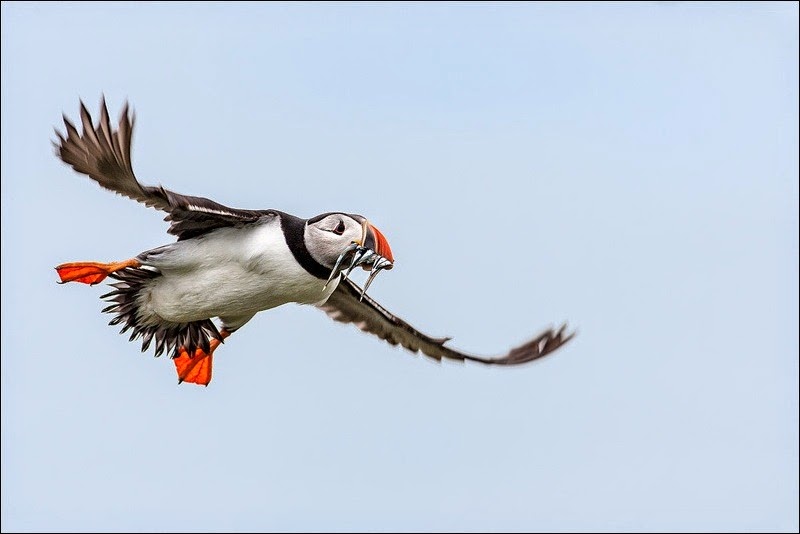 Farne Island Puffin with eels