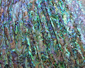 abalone Free desktop background by Jeanne Selep