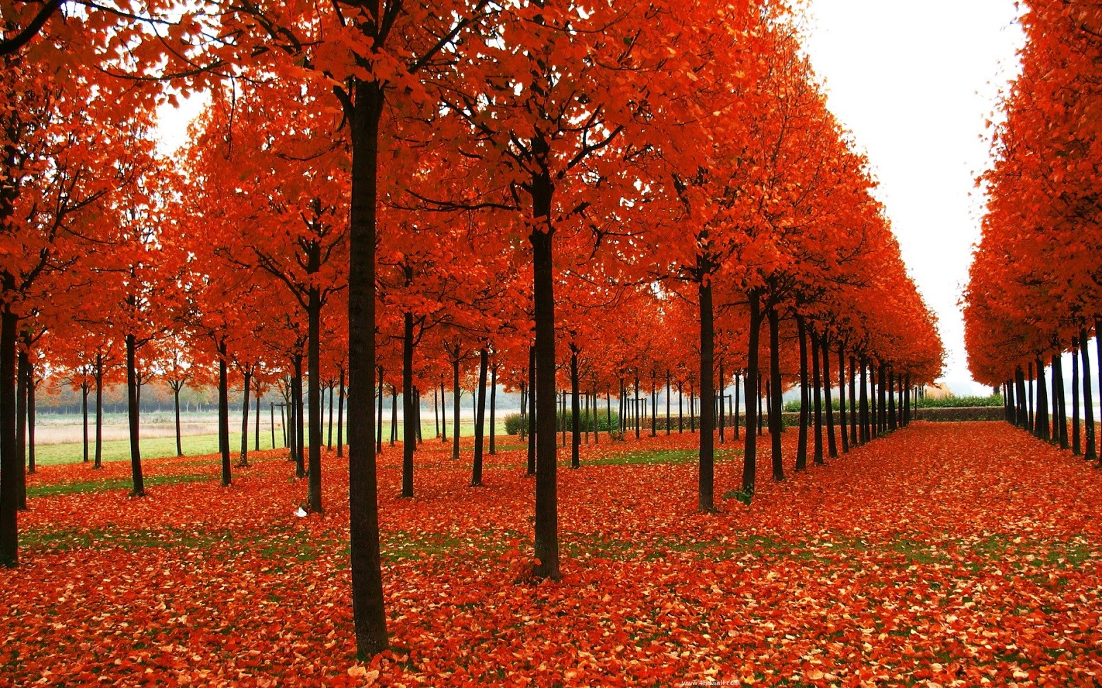 30 Wallpaper Autumn Keren Dan Cantik Terbaru Bangiz