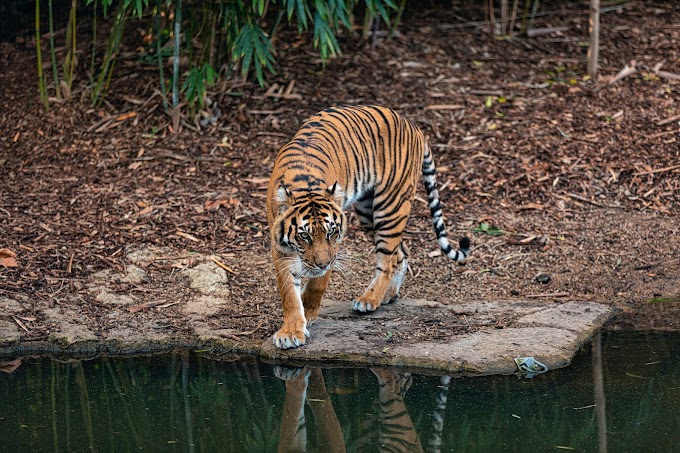 মানৱ-জন্তুৰ সংঘাতৰ উদ্বেগ স্বত্বেও নেপালে 12 বছৰৰ ভিতৰত বাঘৰ সংখ্যা তিনিগুণ বৃদ্ধি কৰিছে | Nepal triples tiger population in span of 12 years