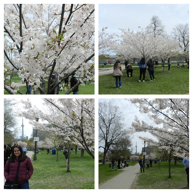 Onde e quando ver as cerejeiras florindo em Toronto?