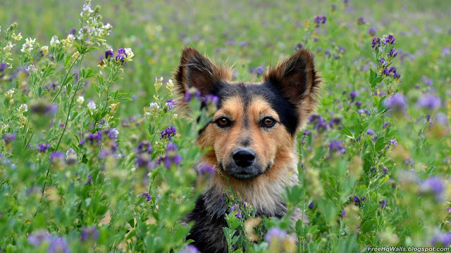 Dog in a Flower Wallpaper