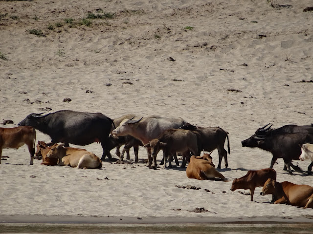 animals river Mekong Laos