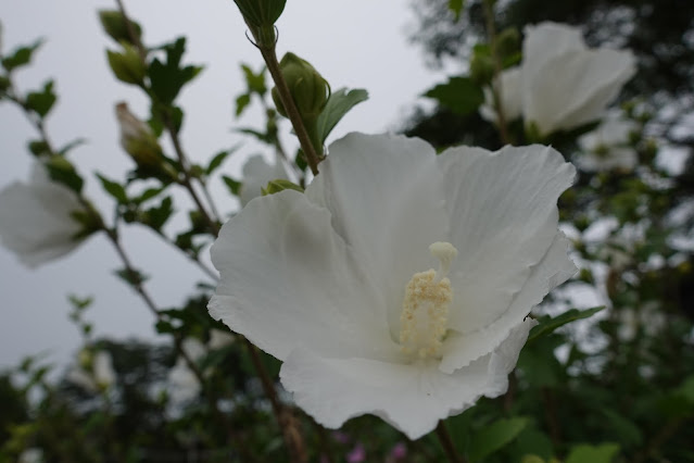 鳥取県米子市弓ヶ浜公園の槿（ムクゲ）