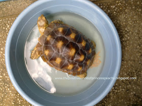 cute geochelone sulcata tortoise expelling urates while weeing and soaking. Cute and funny pet animals in the philippines, japan, united kingdom, united states, uk, us, germany, blogspot, blog, Tortoise Trust