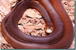 taipan