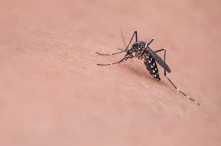 Бакпулвер: Ефективна защита срещу Комари и Други Неприятели