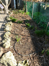 A Toronto Gardening Company Paul Jung Gardening Services Parkdale Spring Cleanup Before