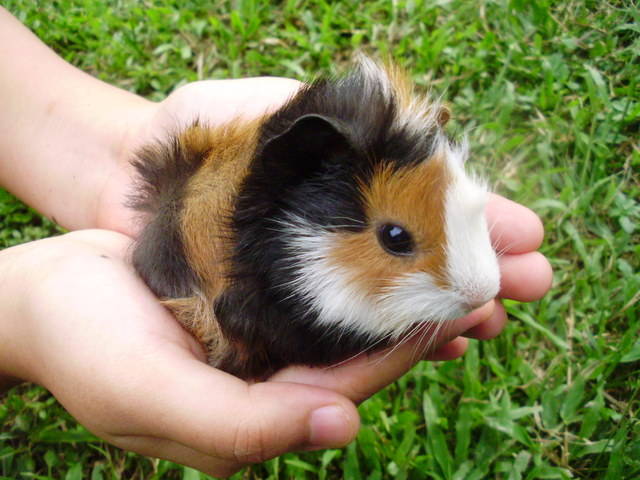 ban-bo-u-chuot-lang-guinea-pig-aby-tai-da-nang