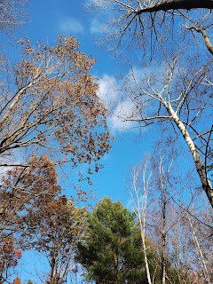Image of the sky with multiple types of trees