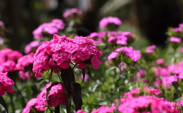 Sweet William Flowers Pictures