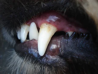 close up of Dog teeth - Dog grooming.