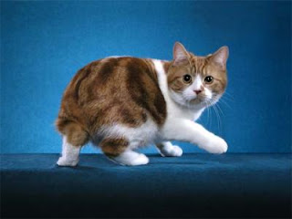 cymric cat pets information kittens pictures